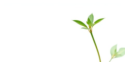 Naklejka premium Single vibrant green plant, isolated on pure white background, nature, summer