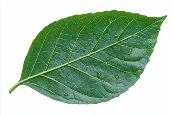 Obraz premium Closeup of a fresh green leaf releasing droplets, nature extract, symbol of antioxidant purity