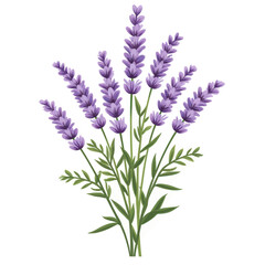 Lavender sprigs with green leaves on white background