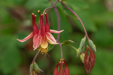 Native red and yellow columbine with green foliage