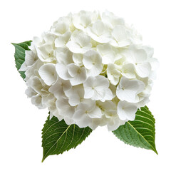 White hydrangea flower png on transparent background nature blossom isolated view