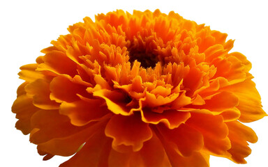 calendula flower isolated on transparent background