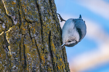 Nuthatch on green lichen covered tree trunk with blue sky