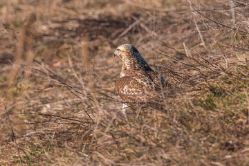 Red-tailed hawk amid dark brown grasses
