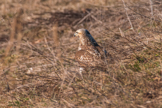 Red-tailed hawk amid dark brown grasses