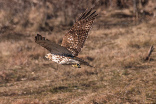Red-tailed hawk in flight against dark brown grasses