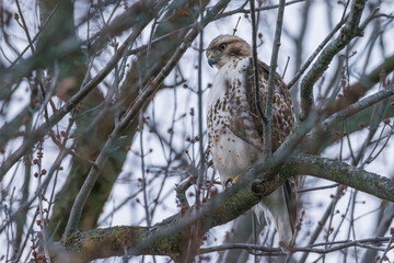 Red-tailed hawk perched on gray branch amid branches and tree trunk with an overcast sky