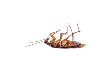 Dying cockroach on a white background. This animal is a pest for humans that bothers humans