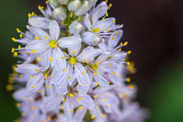 Wild hyacinth flower closeup