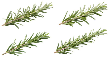Fototapeta premium set of rosemary isolated on white