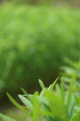 Crotalaria juncea. Sunn hemp green seedlings are growing, planted in garden plots.	