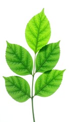 Large isolated leaves on a branch against white background, branches, leafy, single leaf