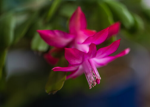 Magenta and white Schlumbergera plant bloom