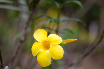 Close-up of a bright yellow flower blooming prominently, (Allamanda cathartica, golden trumpet, yellow allamanda ). and there are 5 petals,  on a blurred garden background.