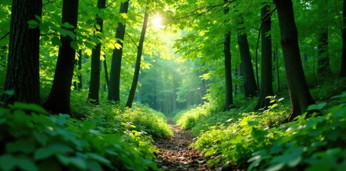 Dense foliage with green leaves and branches in a forest clearing, forest clearing, greenery
