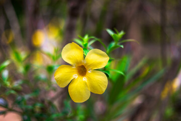 Close-up of a bright yellow flower blooming prominently, (Allamanda cathartica). The soft yellow petals contrast beautifully with the dark brown stamens in the center. on a blurred green background.