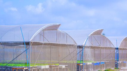 Salad vegetables growing in hydroponic system inside of greenhouse tents against blue sky...