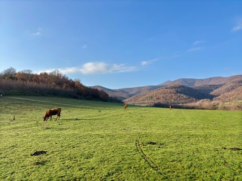cows grazing in the mountains