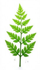 A few delicate fern fronds isolated on a white background with subtle water droplets, contrast, foliage