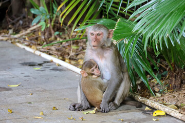 Wild Rhesus macaques in tropical forest park, mother monkey with a baby