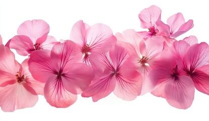 Obraz premium Vibrant Pink Floral Display