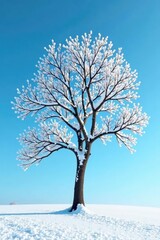 Fototapeta premium Snow-covered tree with bare branches against a blue sky, landscape, frozen, branch