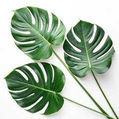 Three large monstera leaves on a white background, tropical greenery, natural botanical design.