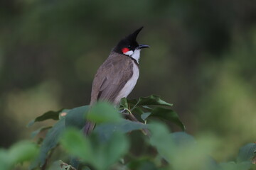 A stunning close-up of a Red-whiskered Bulbul perched on a tree branch, singing in the wild. This small songbird, with its striking red patches and black crest, is native to South Asia.