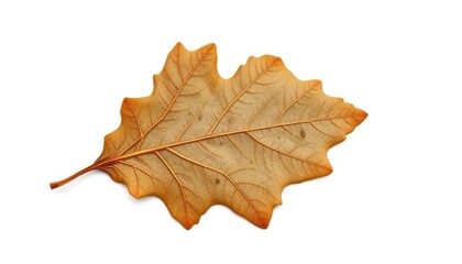 Obraz premium Single, weathered oak leaf isolated on pure white background, nature, single