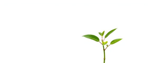 Fototapeta premium Single vibrant green plant, isolated on pure white background, stem, image