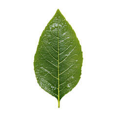 Obraz premium Vibrant green leaf glistening with water droplets set against a stark A symbol of nature's resilience and freshness