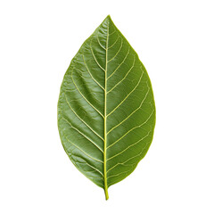 Obraz premium Detailed green leaf showing intricate vein patterns against a transparent background highlighting nature's artistry and botanical detail