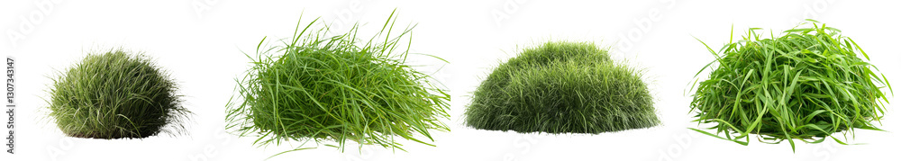 Poster young green grass from spring isolated on a white background and including texture