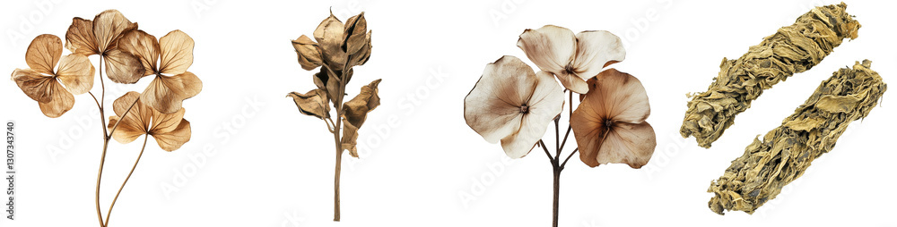 Aufkleber the image features isolated dry field grass with seeds, a white background, and texture, along with 