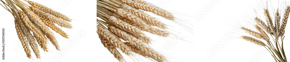 Poster Three isolated wheat spikelets are displayed on a white background from a top-down view of the wheat