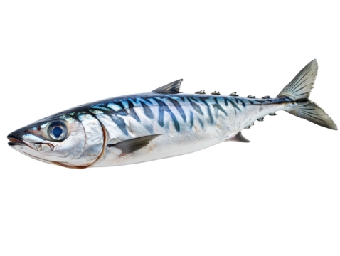 Isolated Fresh Mackerel