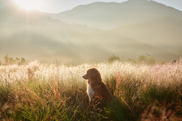 A dog sitting calmly in a misty field during sunrise. The golden tones create a serene and...