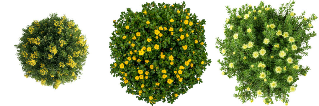 A white background isolates a bush that is adorned with yellow flowers