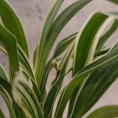 Close-up of green variegated leaves of a spider plant (Chlorophytum comosum) against a neutral background.