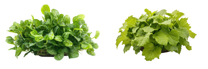 The green leaves hosta plant bush, characterized by lush foliage, is a tropic garden plant that has been isolated on a white background with a clipping path