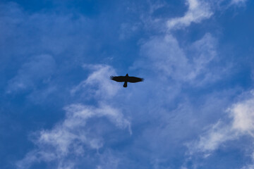 A black silhouette of a bird high in the sky against a blue sky and cirrus clouds, symbolizing freedom and flight, the majesty of nature, and the aspiration for liberty.