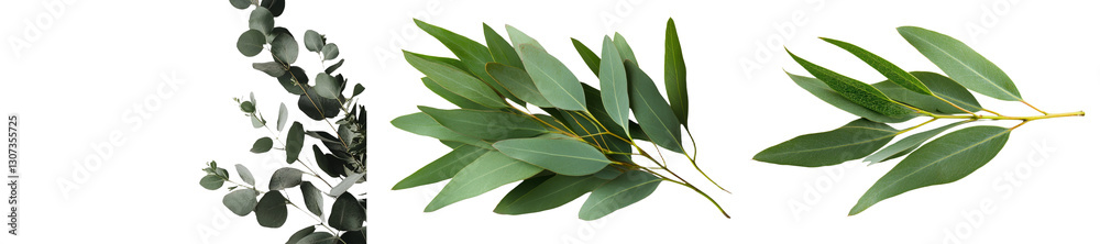 Poster green leaves of eucalyptus are isolated on a white background and captured in a top view flat lay