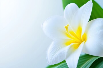 Obraz premium White Lily Close Up - A pristine white lily blossom, symbolizing purity, peace, elegance, serenity, and new beginnings. The soft light enhances its delicate beauty