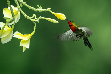 Male Flame-breasted Sunbird (Cinnyris solaris) is a species of nectar-sucking bird endemic to Nusa Tenggara islands, Indonesia.