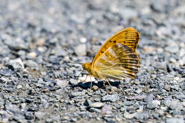 Kaisermantel auch Silberstrich genannt (Argynnis paphia)	