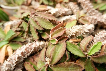 Close-up of Euphorbia decaryi in summer