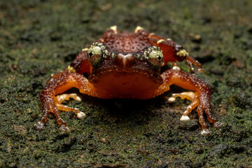 Nyctixalus margaritifer, also known as the Java Indonesian Treefrog, and Pearly Tree Frog, is a rare species of frog endemic to Java, Indonesia.