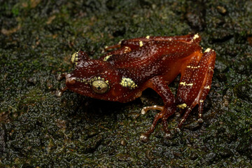 Nyctixalus margaritifer, also known as the Java Indonesian Treefrog, and Pearly Tree Frog, is a rare species of frog endemic to Java, Indonesia.