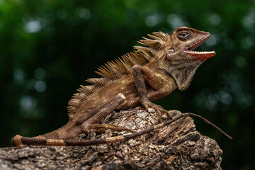 The Borneo Anglehead Lizard (Gonocephalus bornensis) or Borneo Forest Dragon, is an agamid lizard endemic to Borneo island, Indonesia.
