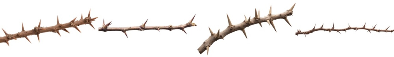 Fototapeta premium A single Acacia tree branch adorned with thorns is photographed against a white background